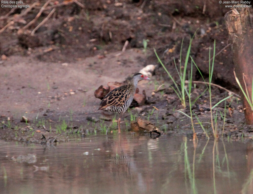 African Crake, identification