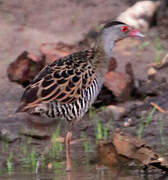 African Crake