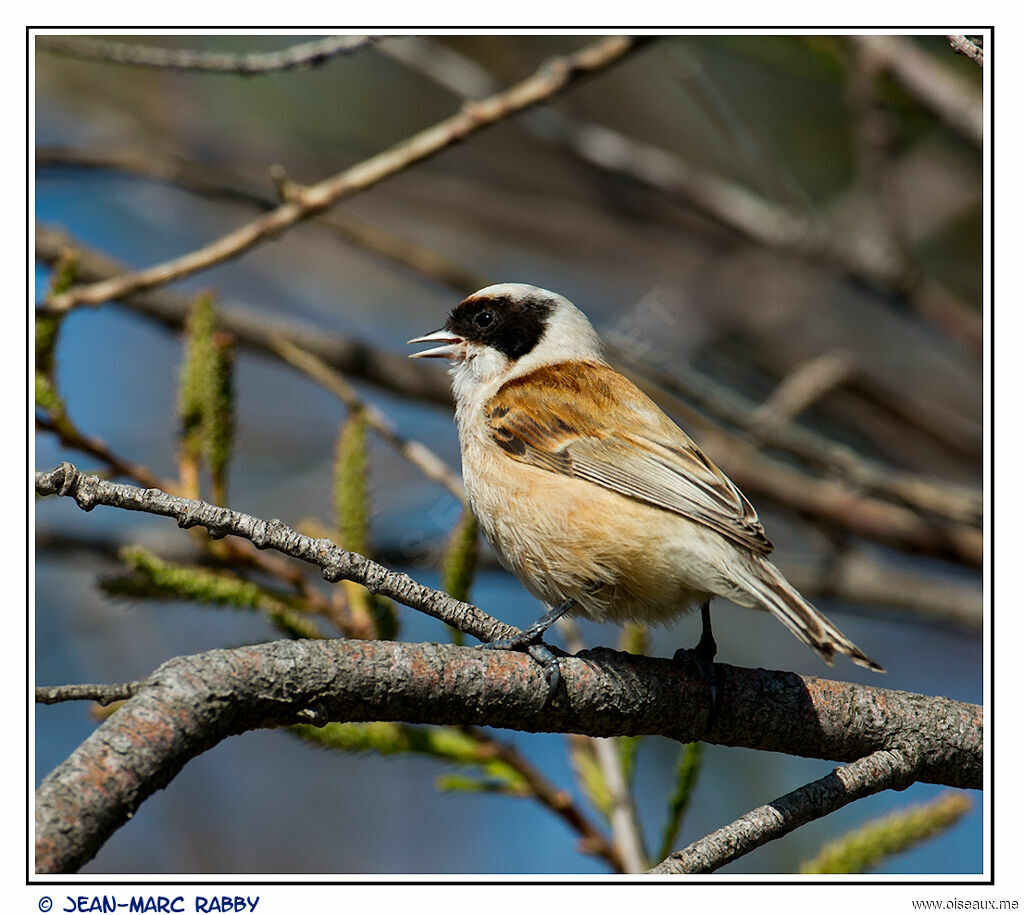 Rémiz penduline mâle, identification