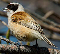 Eurasian Penduline Tit