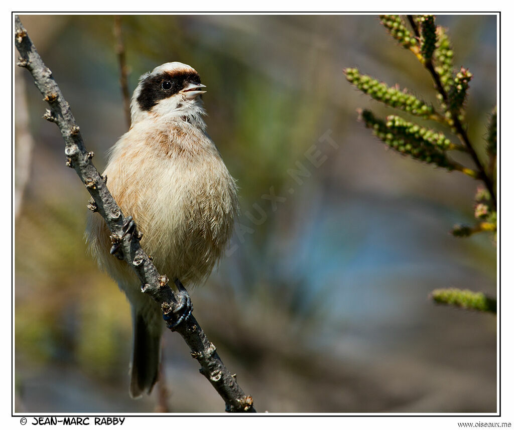 Eurasian Penduline Tit male, identification