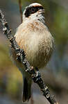 Rémiz penduline