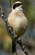 Eurasian Penduline Tit