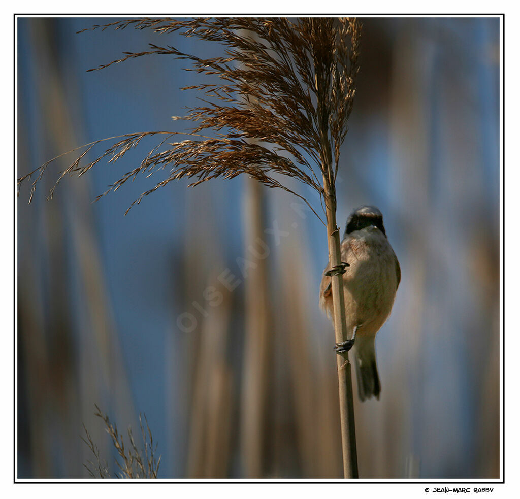 Rémiz penduline mâle, identification