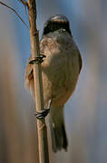 Eurasian Penduline Tit