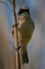 Rémiz penduline