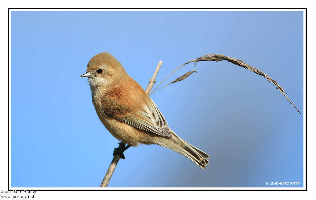 Eurasian Penduline Titjuvenile, identification