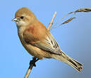 Rémiz penduline