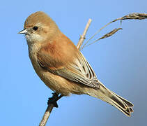 Eurasian Penduline Tit