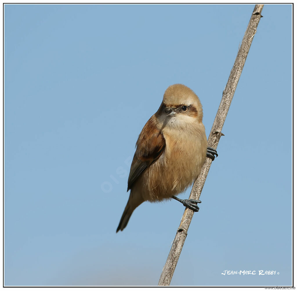 Rémiz penduline1ère année, identification