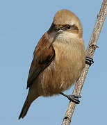 Eurasian Penduline Tit