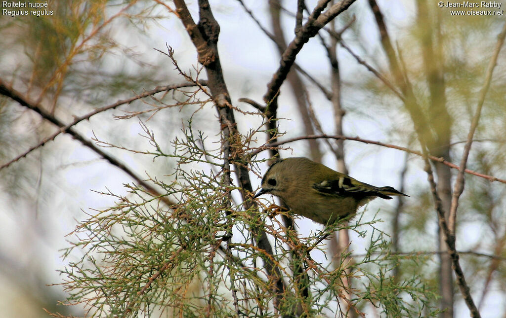 Goldcrest