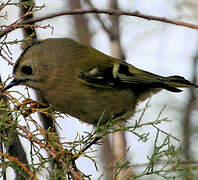 Goldcrest