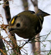 Goldcrest