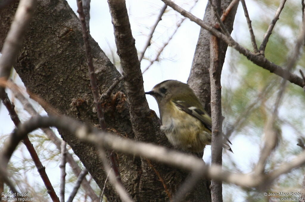 Goldcrest