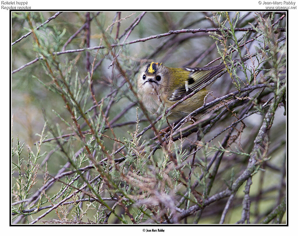 Roitelet huppé, identification