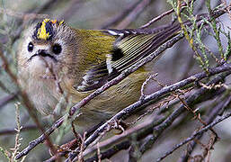 Goldcrest