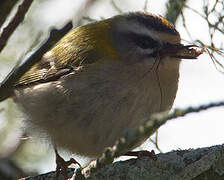 Common Firecrest