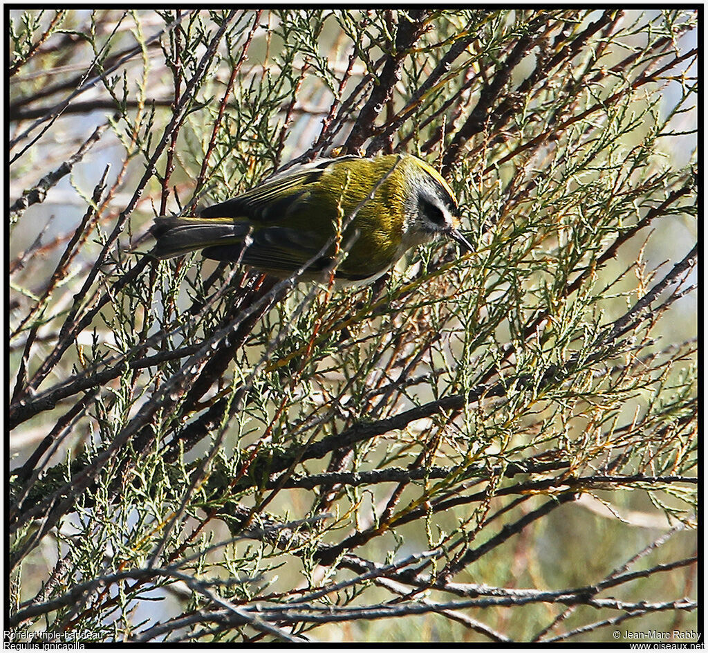 Common Firecrest, identification