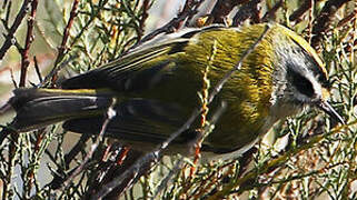 Common Firecrest