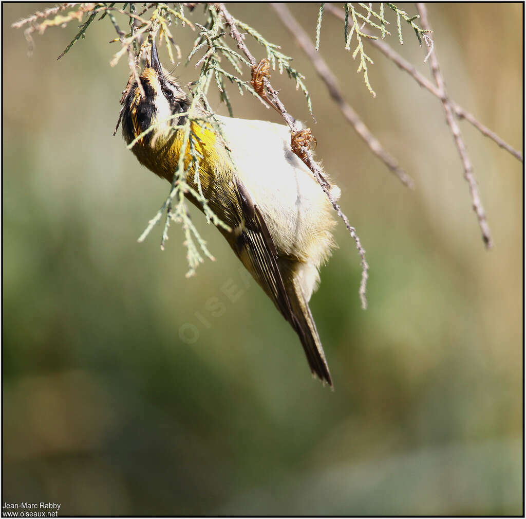 Common Firecrest male adult, fishing/hunting