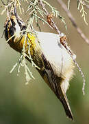 Common Firecrest