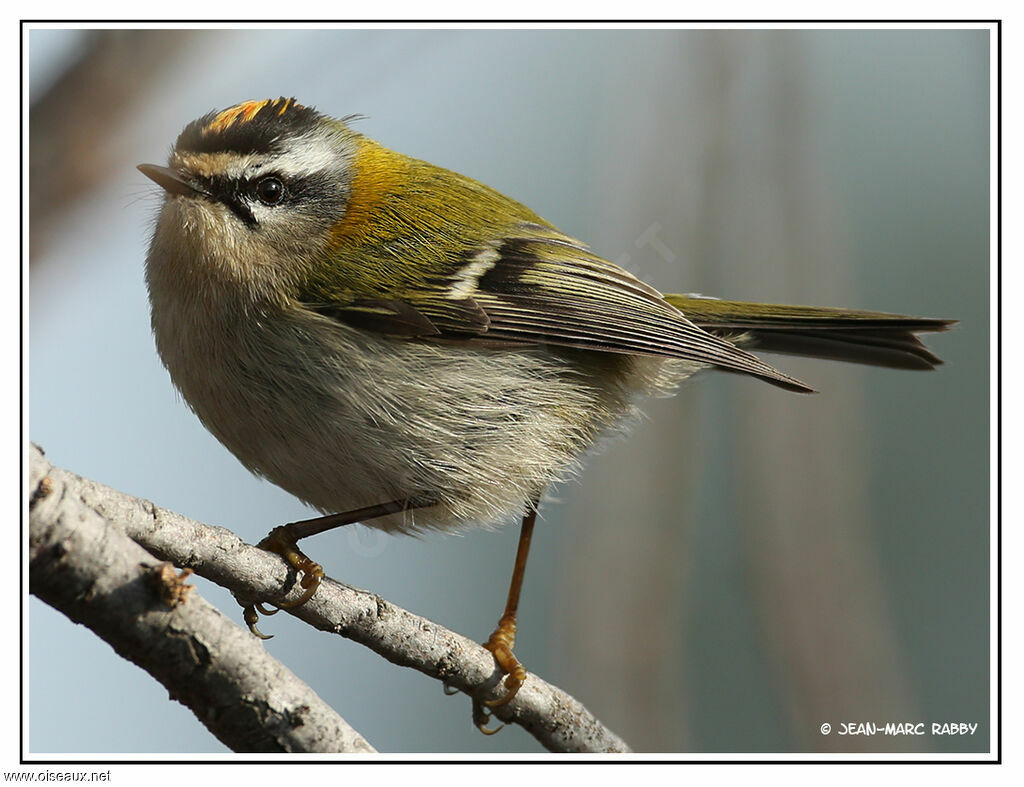 Common Firecrest, identification