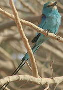 Abyssinian Roller