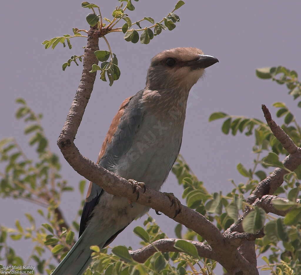 Abyssinian Rollerjuvenile, identification