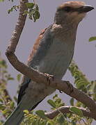 Abyssinian Roller