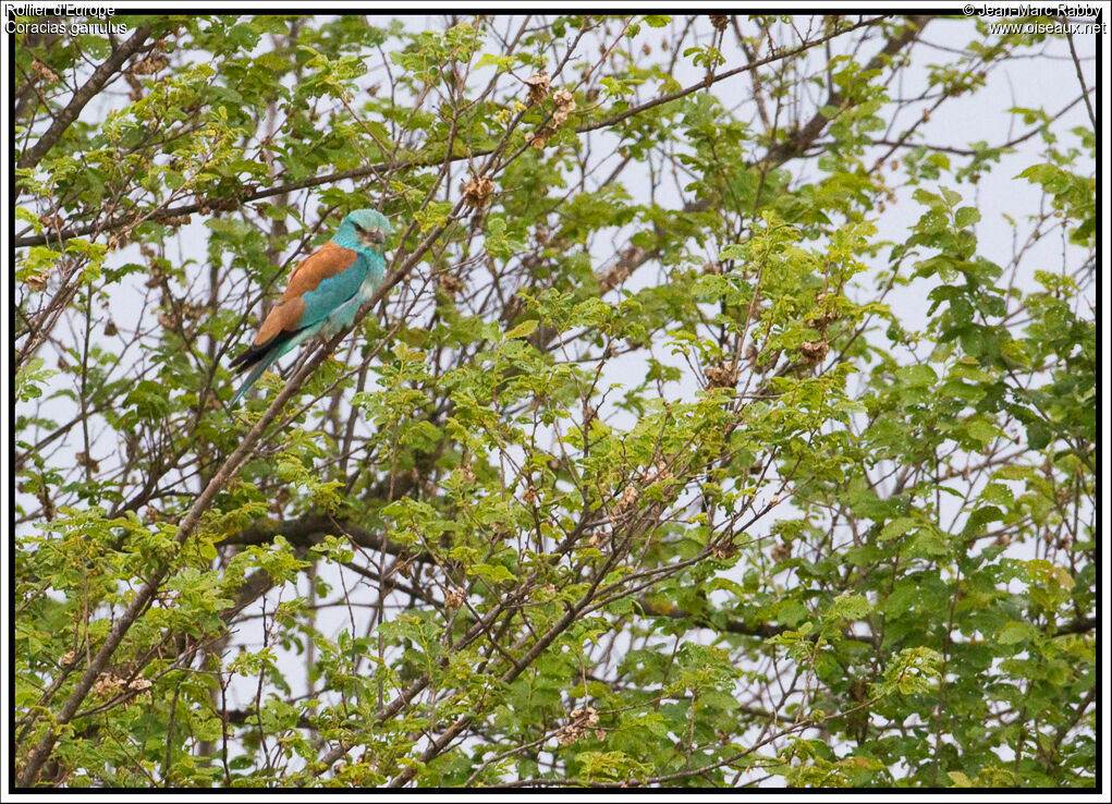 European Roller, identification