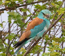 European Roller