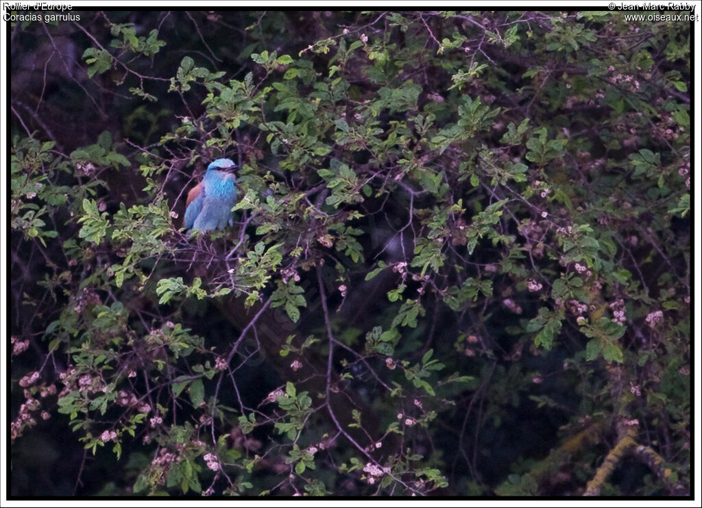 European Roller, identification