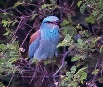 European Roller