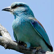 European Roller