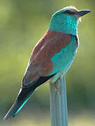 European Roller