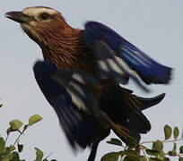 Purple Roller