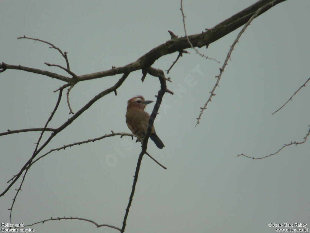 Purple Roller