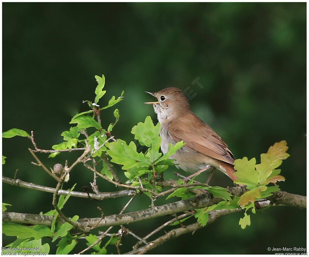 Common Nightingale, identification