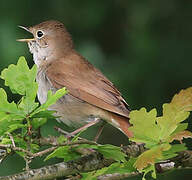 Common Nightingale