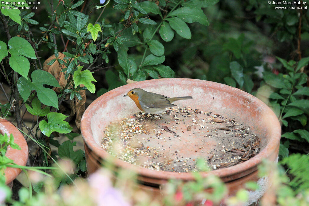 European Robin