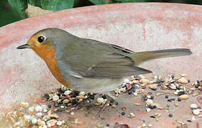 European Robin