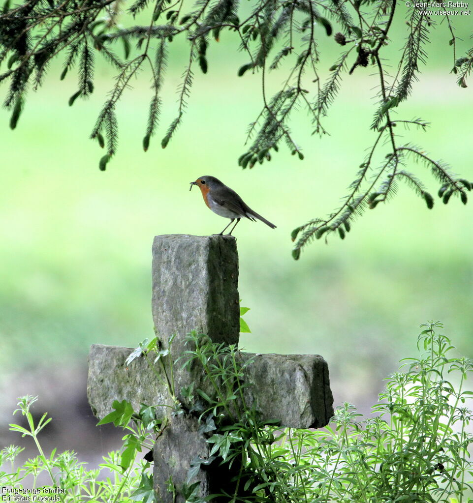 Rougegorge familier, identification