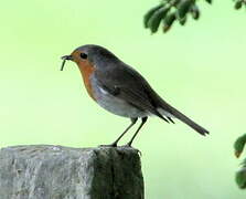 European Robin