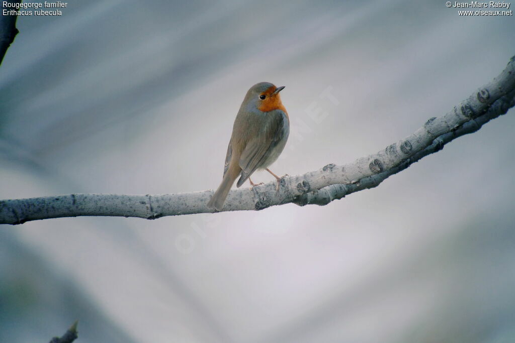 European Robin, identification