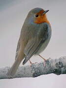 European Robin