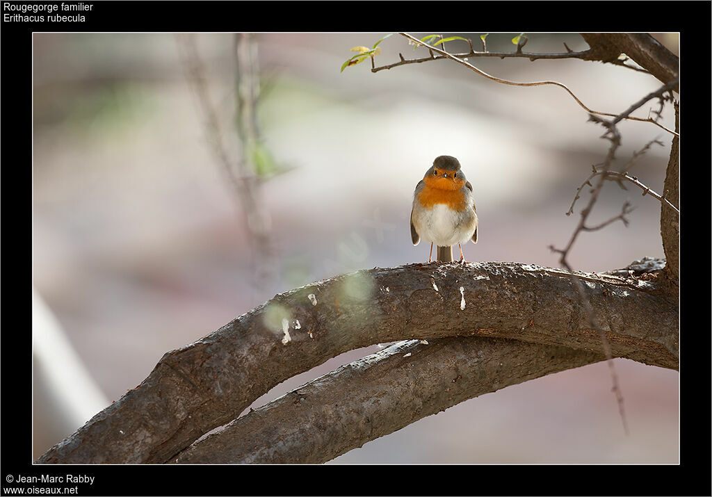 European Robin, identification