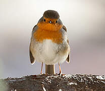 European Robin