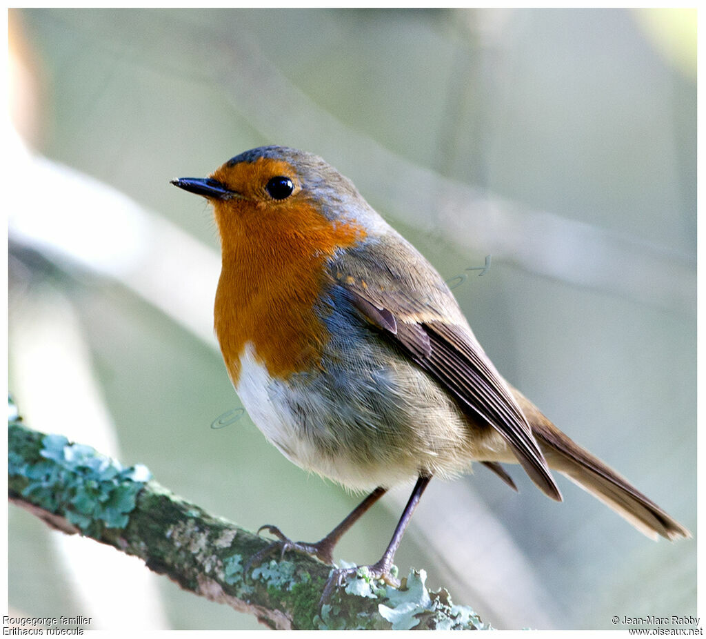 European Robin, identification