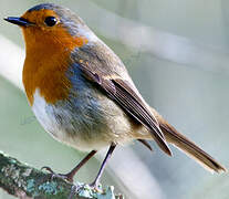 European Robin